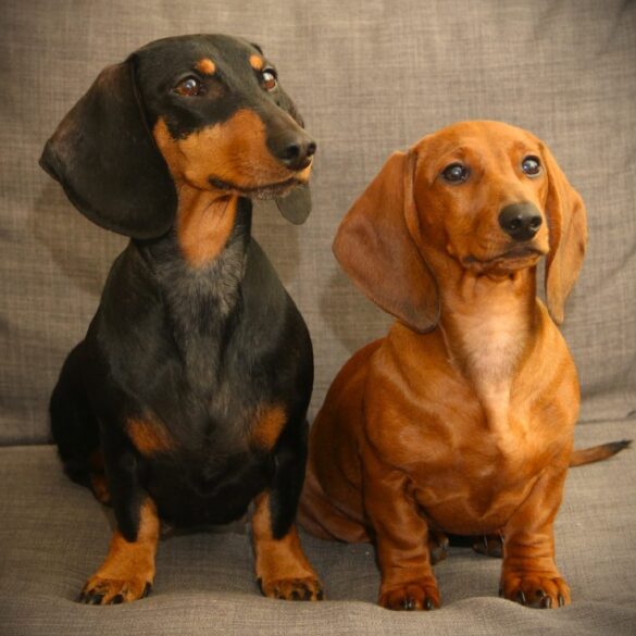 Glædelig jul 2025 – Snaphanen.dk