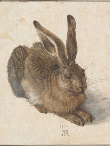 Ung hare (1502).