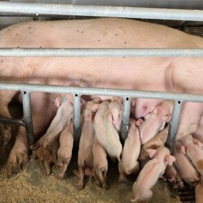 Den Korte Avis | Efter 1. januar er det forbudt at fiksere søer, men kun i korte perioder – Dyrenes Beskyttelse vil have et totalforbud