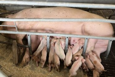 Den Korte Avis | Efter 1. januar er det forbudt at fiksere søer, men kun i korte perioder – Dyrenes Beskyttelse vil have et totalforbud