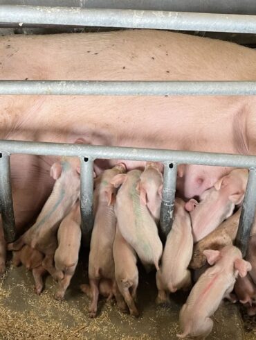 Den Korte Avis | Efter 1. januar er det forbudt at fiksere søer, men kun i korte perioder – Dyrenes Beskyttelse vil have et totalforbud