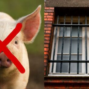 Den Korte Avis | Muslimske fange gennemtvinger forbud mod svinekød i danske fængsler – nu begynder politikere at tale åbent om dominansadfærd og herskerattitude