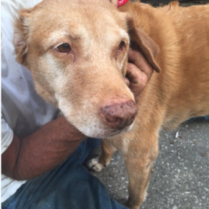 Den Korte Avis | 29-årig mand mishandlede sin hund systematisk over en langvarig periode – nu har han fået sin straf