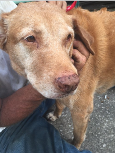 Den Korte Avis | 29-årig mand mishandlede sin hund systematisk over en langvarig periode – nu har han fået sin straf