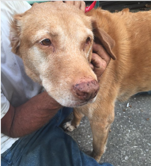 Den Korte Avis | 29-årig mand mishandlede sin hund systematisk over en langvarig periode – nu har han fået sin straf