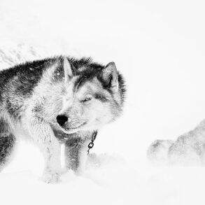 Den Korte Avis | Den grønlandske slædehund er ved at forsvinde – nu skal klinikker og forskning hjælpe, læs hvordan du kan støtte