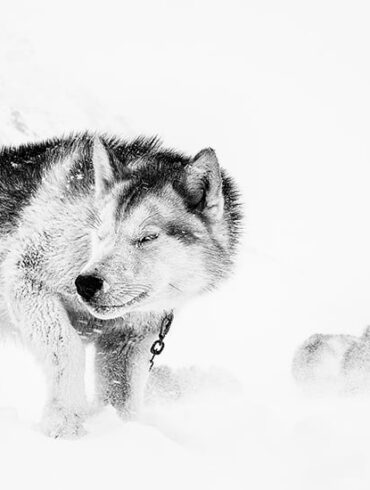 Den Korte Avis | Den grønlandske slædehund er ved at forsvinde – nu skal klinikker og forskning hjælpe, læs hvordan du kan støtte