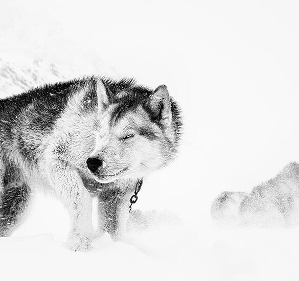 Den Korte Avis | Den grønlandske slædehund er ved at forsvinde – nu skal klinikker og forskning hjælpe, læs hvordan du kan støtte