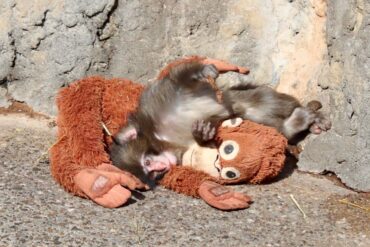 Makake Punch og hans bamser har været uadskillelige siden hans fødsel.