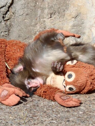 Makake Punch og hans bamser har været uadskillelige siden hans fødsel.