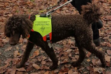 – 16 taxaer kørte lige forbi mig