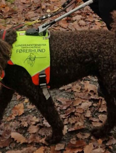 – 16 taxaer kørte lige forbi mig