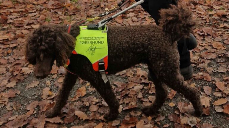 – 16 taxaer kørte lige forbi mig