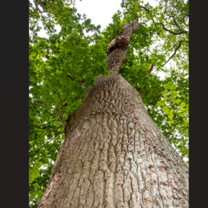 Den Korte Avis | Flere gamle egetræer er fældet ulovligt i Esbjerg – politiet leder efter gerningsmændene