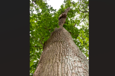 Den Korte Avis | Flere gamle egetræer er fældet ulovligt i Esbjerg – politiet leder efter gerningsmændene