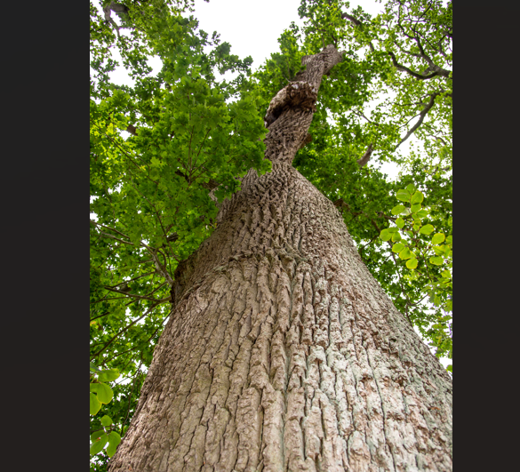 Den Korte Avis | Flere gamle egetræer er fældet ulovligt i Esbjerg – politiet leder efter gerningsmændene