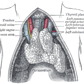 Den Korte Avis | Lille skrumpende organ kan være afgørende for liv eller død – men du kan selv gøre noget