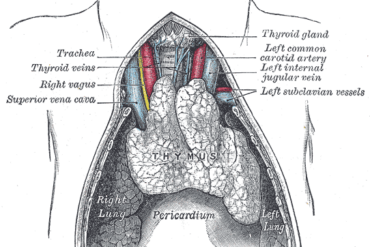 Den Korte Avis | Lille skrumpende organ kan være afgørende for liv eller død – men du kan selv gøre noget