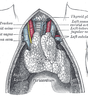 Den Korte Avis | Lille skrumpende organ kan være afgørende for liv eller død – men du kan selv gøre noget