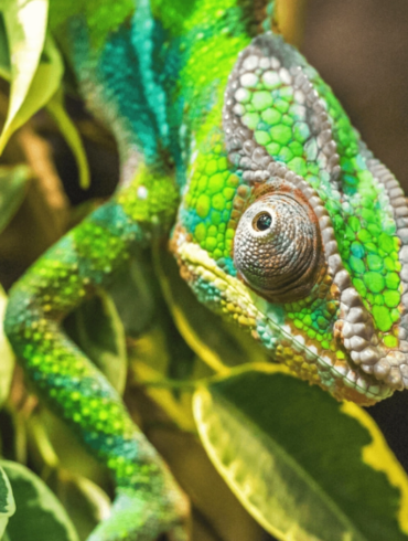 Den Korte Avis | Når der skal ske noget nyt og anderledes