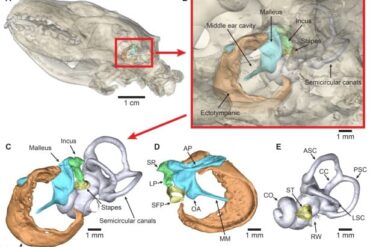 Den Korte Avis | Pindsvin kan høre ultralyd – ny forskning kan være nøglen til færre trafikdrab