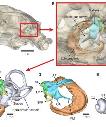 Den Korte Avis | Pindsvin kan høre ultralyd – ny forskning kan være nøglen til færre trafikdrab