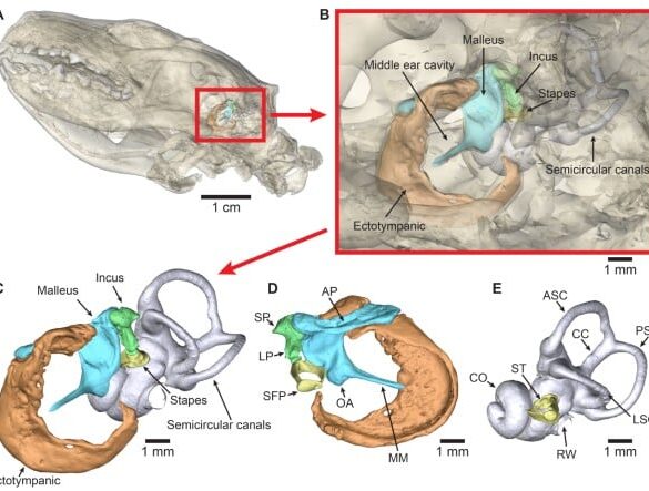 Den Korte Avis | Pindsvin kan høre ultralyd – ny forskning kan være nøglen til færre trafikdrab