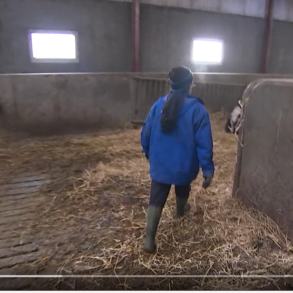 Den Korte Avis | Praktikanter i landbruget kommer især fra disse lande